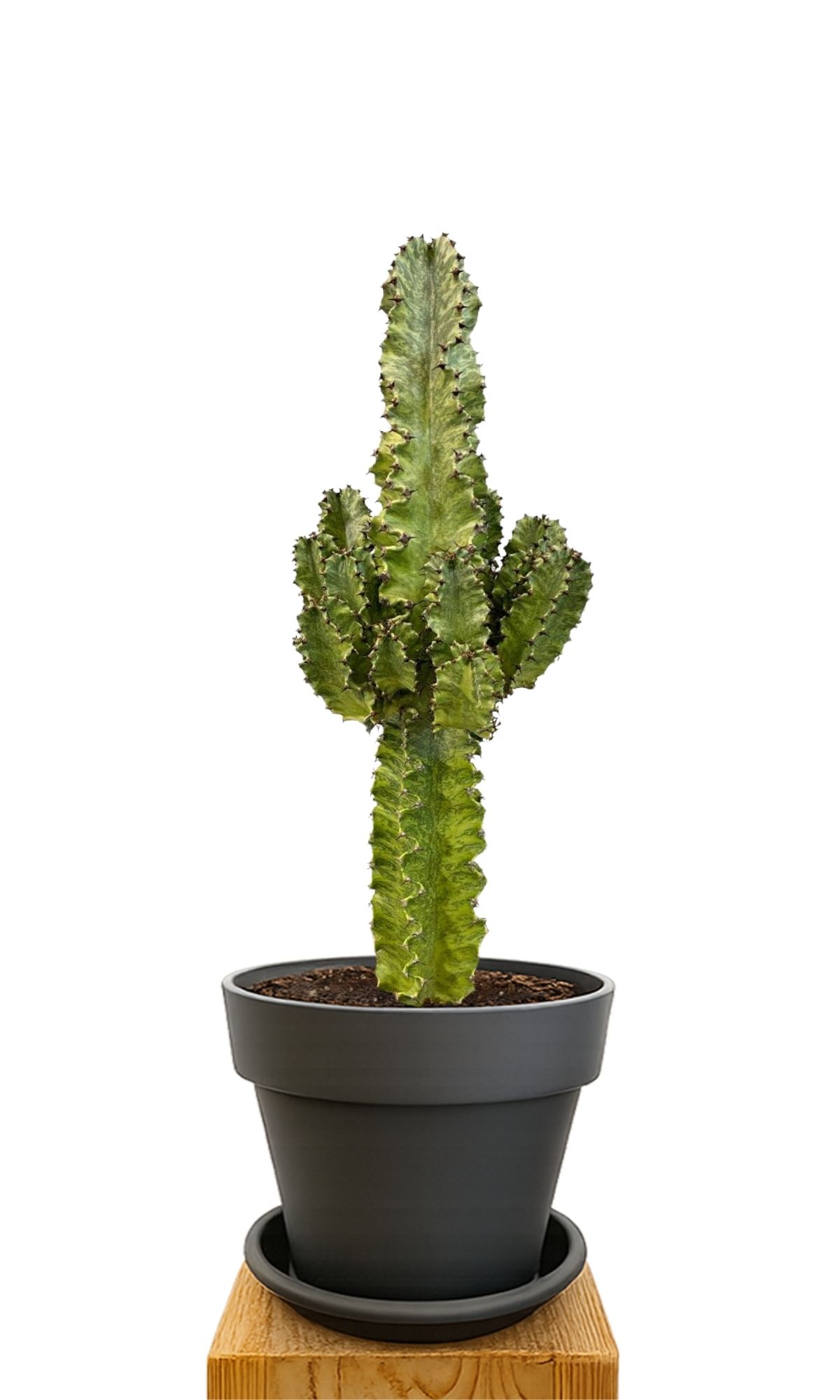 Kit de plantation 30 Anthracite